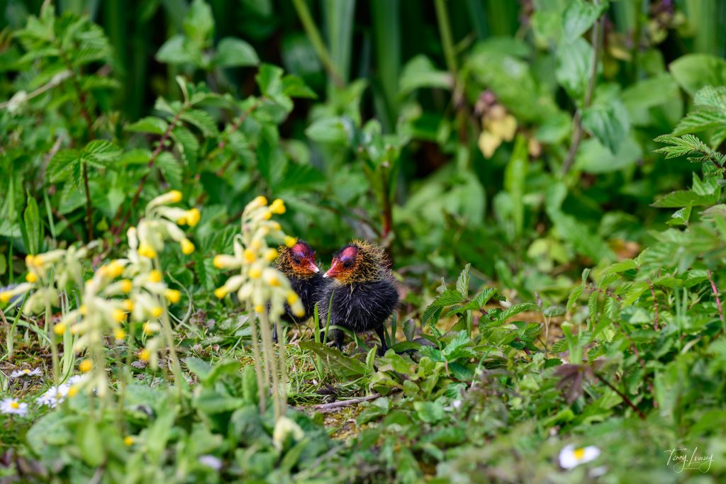 Two small, fluffy, dark baby birds with red faces stand close together on green grass, surrounded by leafy plants and yellow wildflowers in this beautiful nature photography scene.