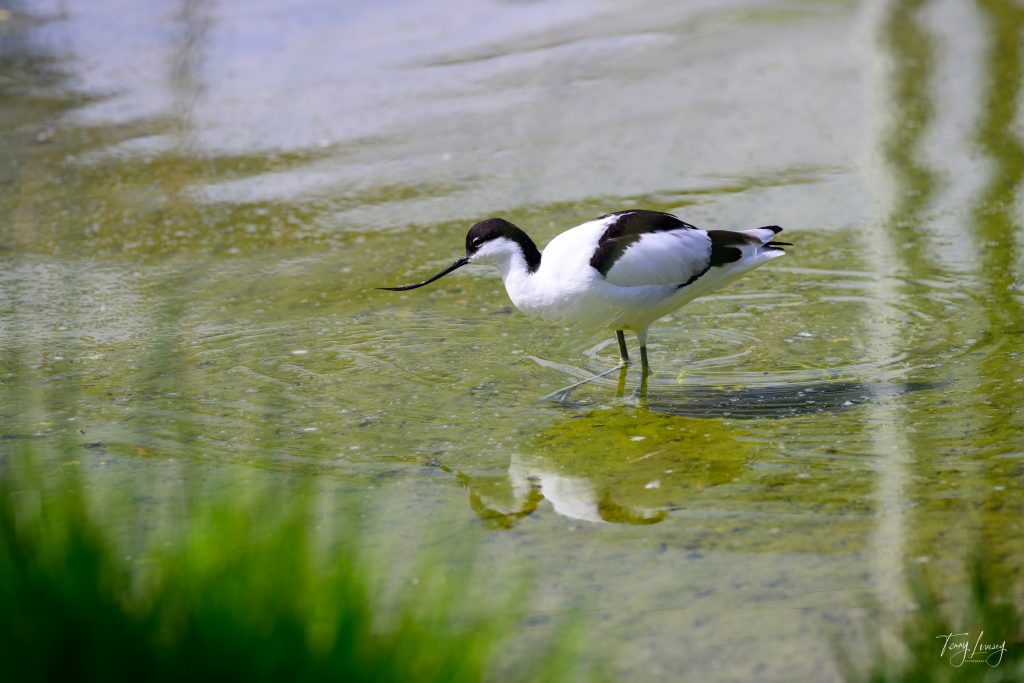 A black-and-white bird with a long, curved beak stands in shallow, greenish water, casting a reflection. Grassy plants are blurred in the foreground, highlighting the artistry of nature photography.