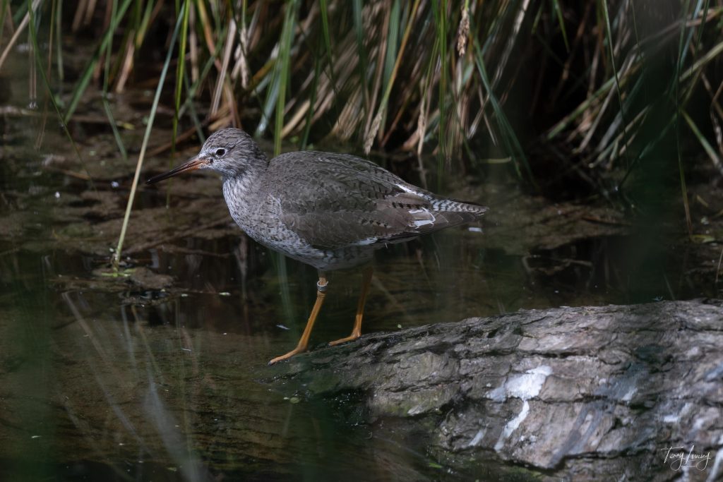 A sandpiper with brown and white plumage and yellow legs stands on a mossy log by the water, surrounded by green reeds and natural vegetation, captured in stunning wildlife photography.