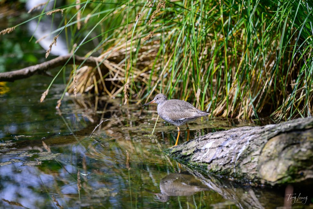 A small wading bird with a speckled brown and white body stands on a log by the water’s edge, surrounded by tall green grass and reflected in the calm water, creating a striking scene for nature photography.