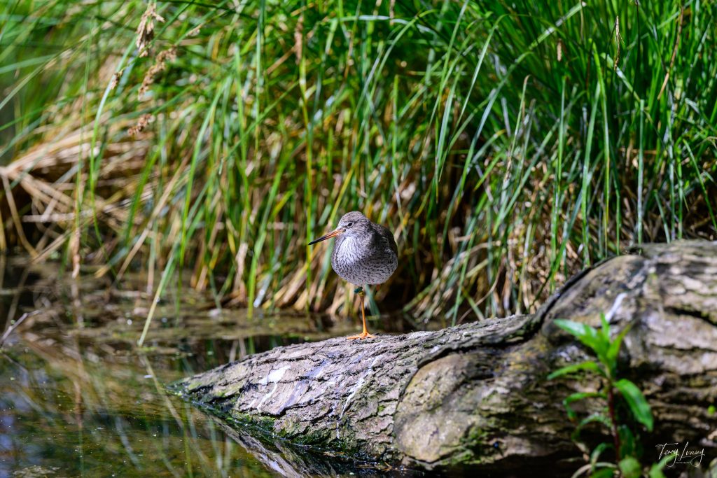 A small brown and white bird stands on a mossy log by the water, surrounded by tall green grass and foliage in a natural outdoor setting—perfect for nature photography enthusiasts.