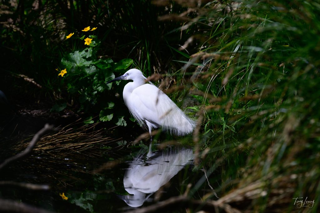 A white egret stands by the edge of a pond, reflected in the water—an enchanting scene for nature photography—surrounded by green grass, reeds, and yellow wildflowers.