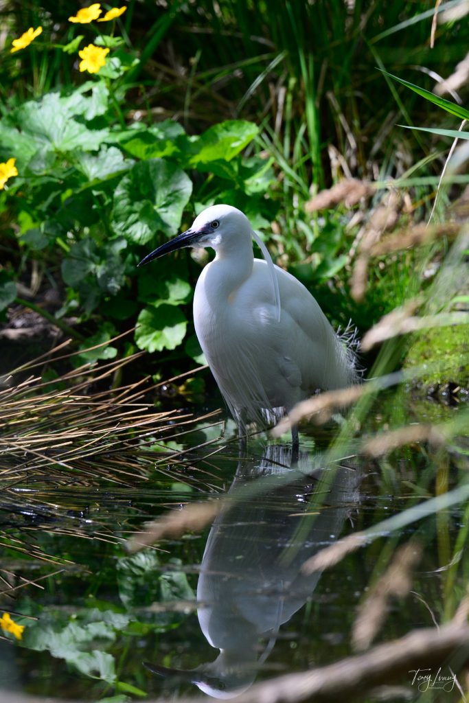 A white egret stands at the edge of a pond, surrounded by green foliage and yellow flowers, its reflection captured beautifully in this serene piece of nature photography.