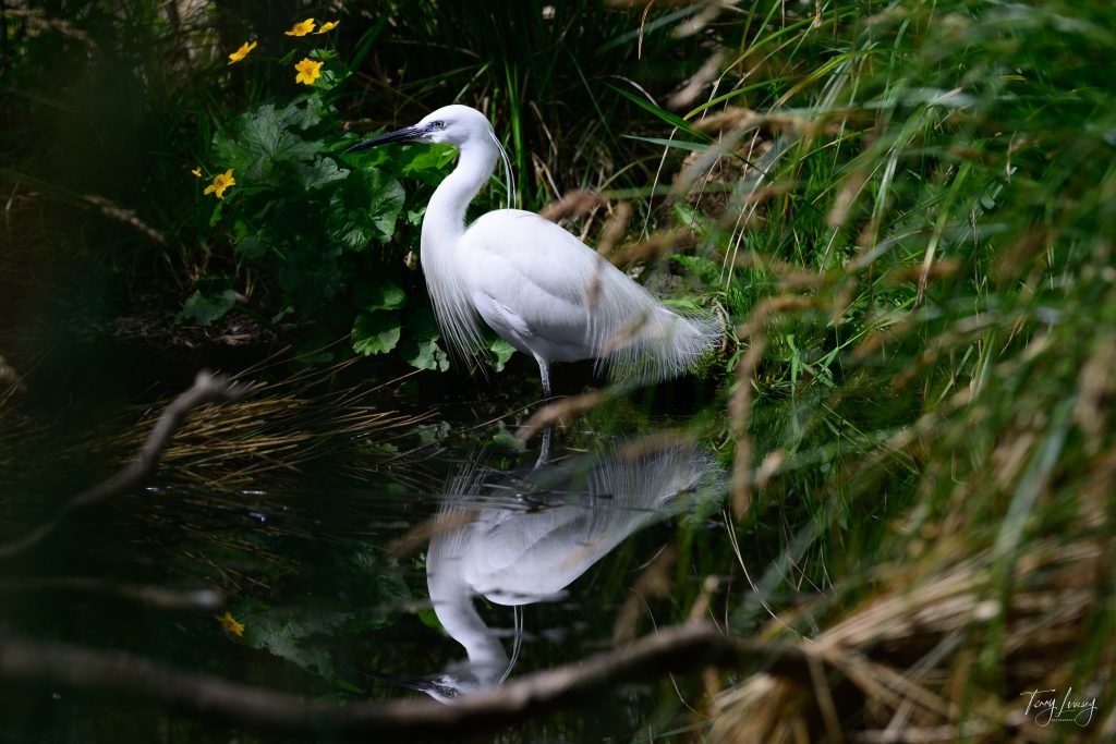A white heron stands at the edge of a pond, surrounded by green plants and yellow flowers, its reflection captured in the calm water below—a striking moment of nature photography.