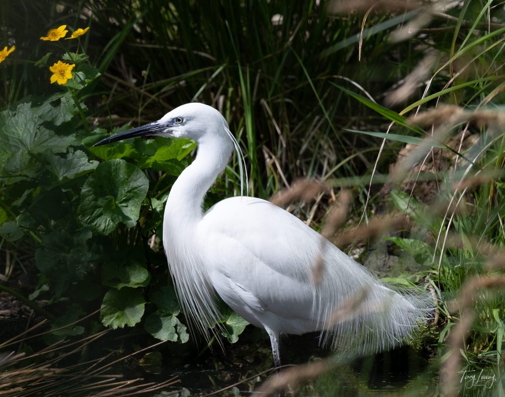 A white egret stands in shallow water surrounded by green plants and yellow flowers, with sunlight highlighting its feathers and long, slender neck—an ideal moment for nature photography.