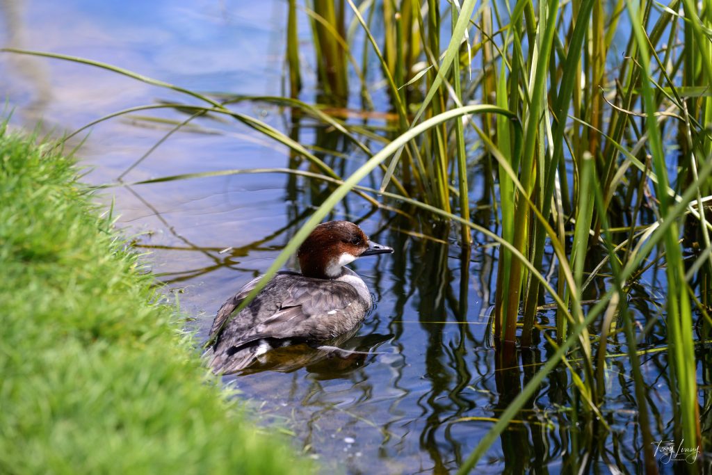 A brown and white duck with a dark head floats in shallow water near the grassy edge of a pond, surrounded by tall green reeds—an ideal scene for nature photography.