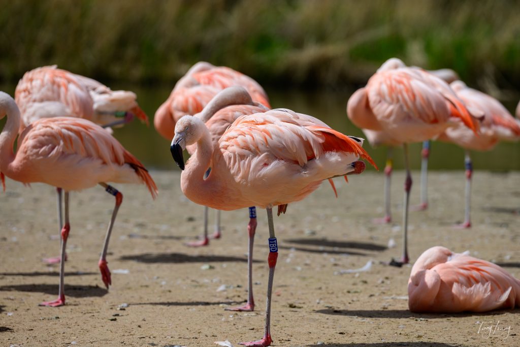 A group of pink flamingos stands on one leg on sandy ground near water; some are sleeping with heads tucked under their wings, creating a serene scene perfect for wildlife photography.