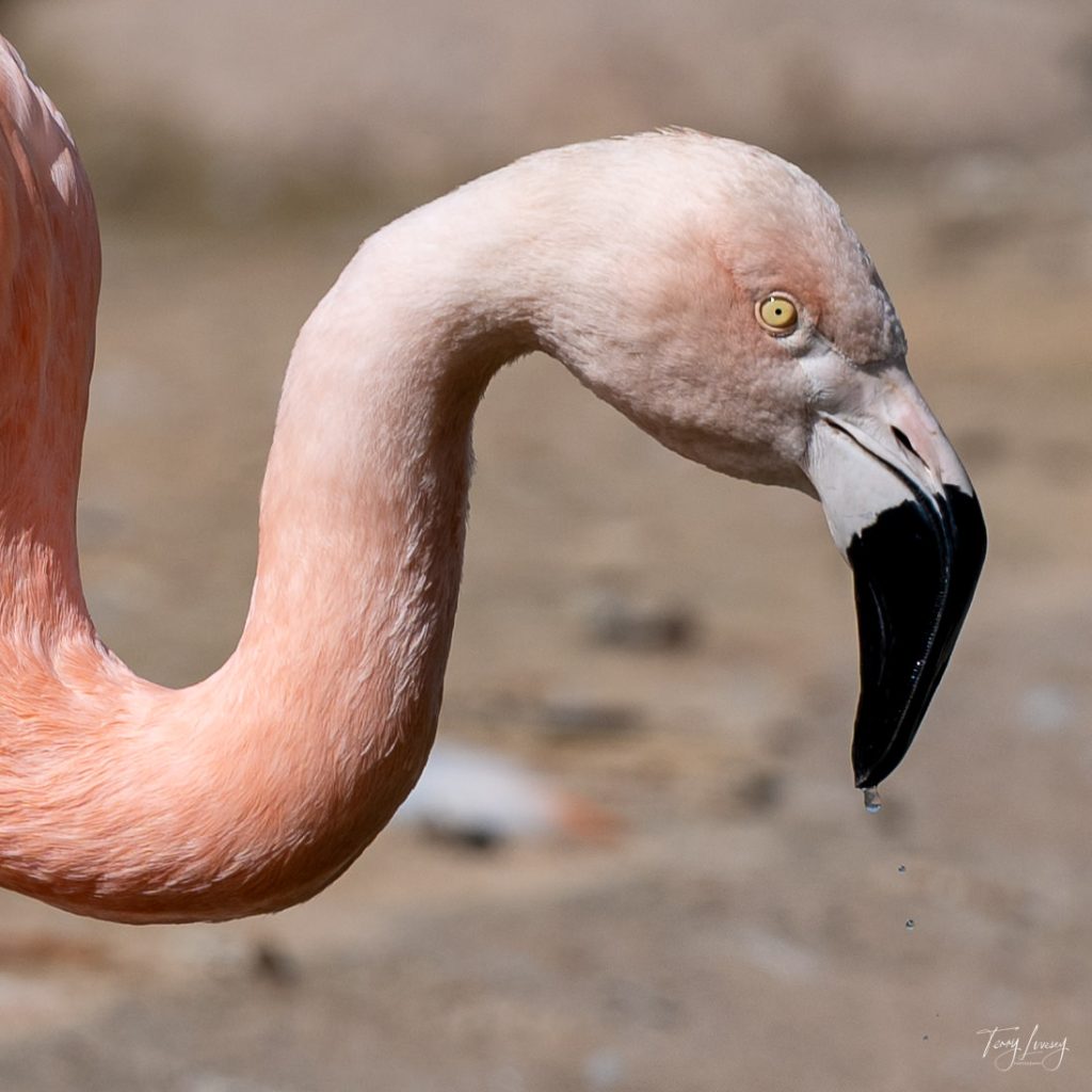A close-up photography shot of a flamingo with pink feathers and a curved neck, its beak partially open with small water droplets falling, set against a blurred, neutral background.
