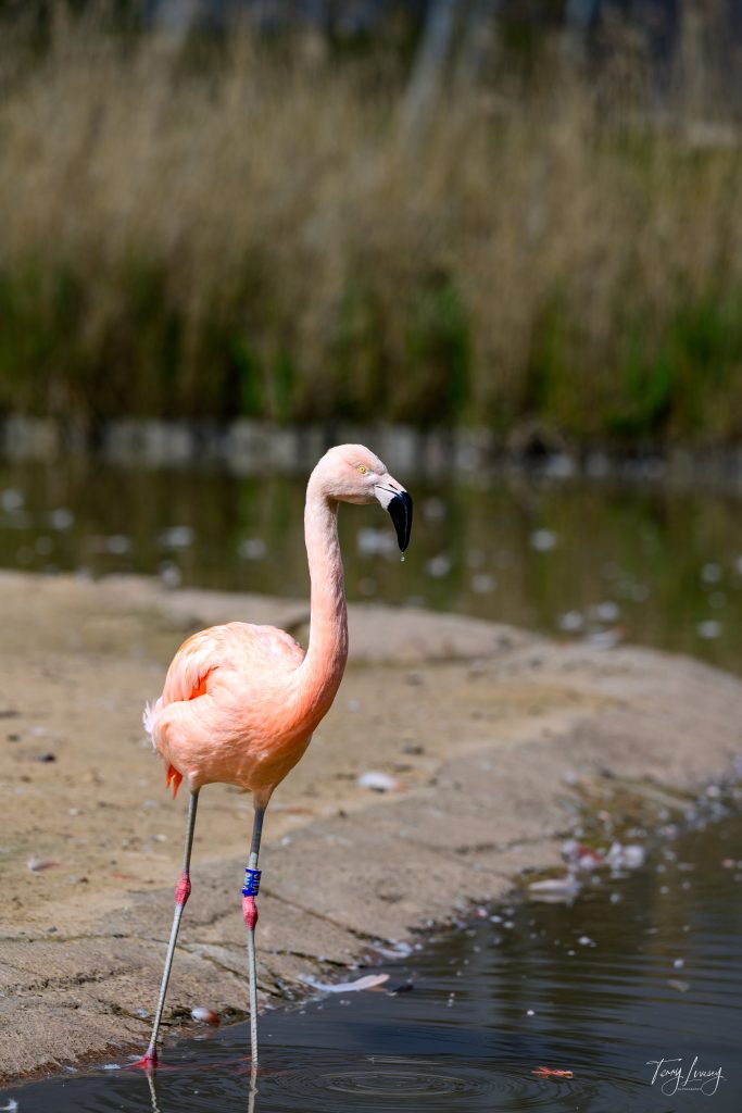 A pink flamingo with bands on its legs stands at the edge of a shallow body of water, captured in stunning photography against a sandy shore and blurred grass in the background.