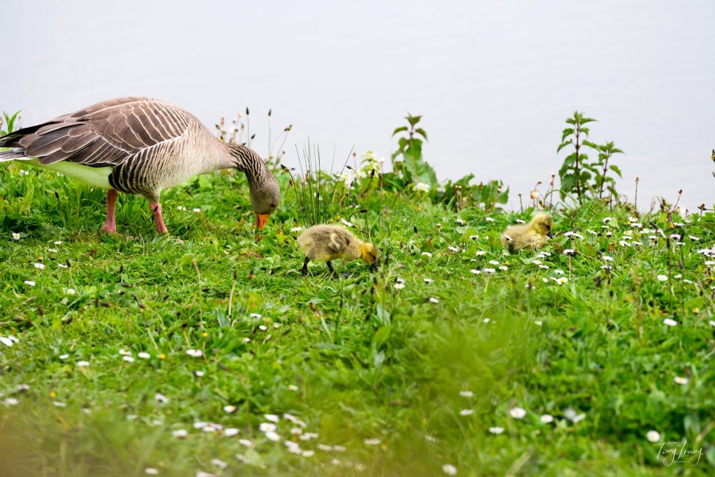 An adult goose and two goslings forage on green grass near a body of water, surrounded by small white flowers and scattered plants, creating a serene scene perfect for nature photography.