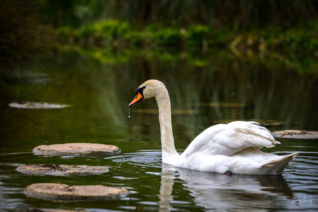 A white swan glides gracefully on a calm pond, droplets of water falling from its beak. This serene photograph captures large round stones in the water and green vegetation blurred in the background.