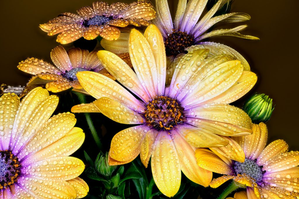 Daisy flowers photographed in the studio and focus stacked to show depth of field. The petals have water droplets on them.