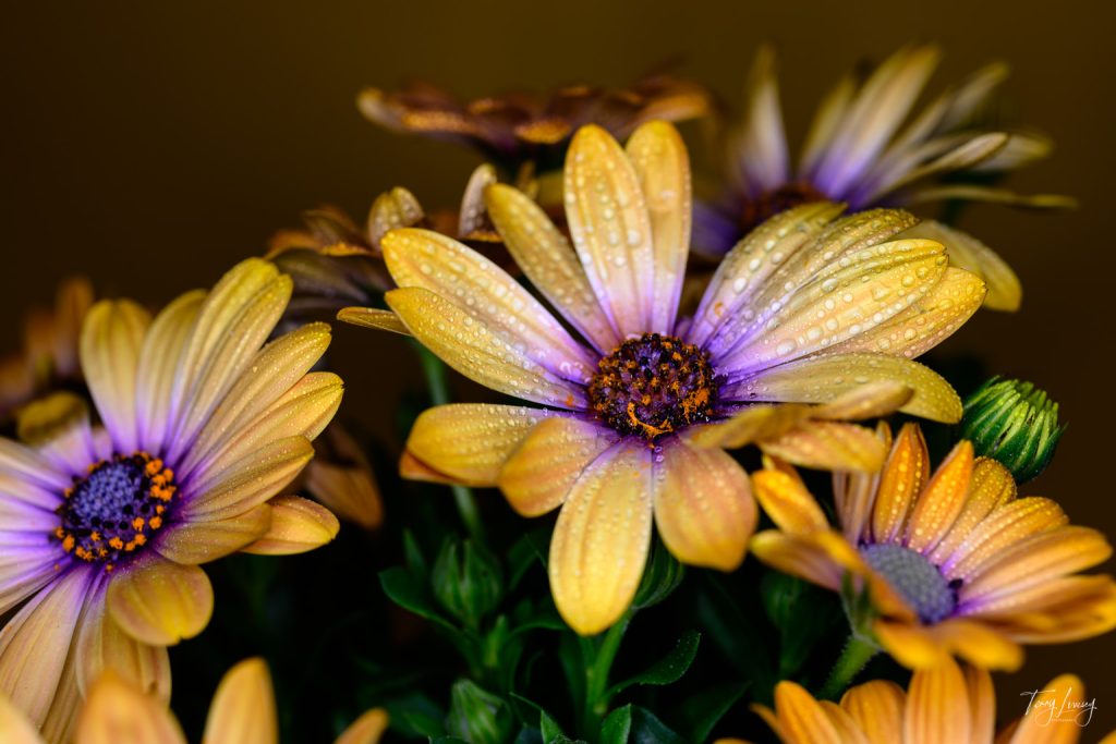 Daisy flowers photographed in the studio with a shallow depth of field to show an artistic approach to photography.