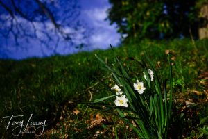 A small patch of daffodils grows on a grassy slope under a clear blue sky with distant trees visible.