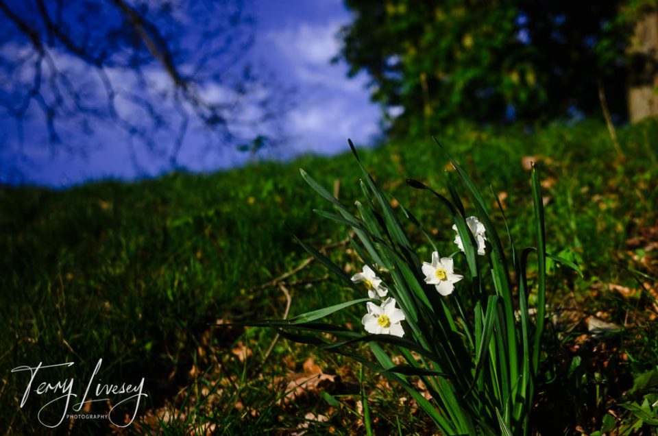 A small patch of daffodils grows on a grassy slope under a clear blue sky with distant trees visible.