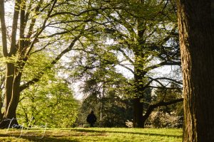 A person sits alone on a bench amid tall trees and vibrant green foliage in a sunlit park.