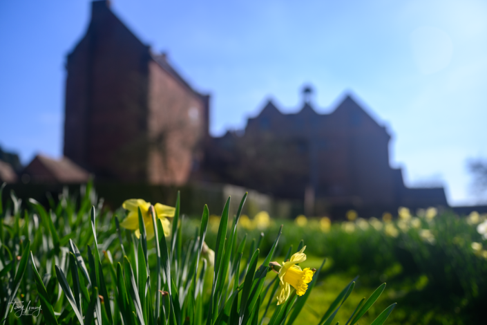 Shot of Daffodils with Harvington Hall in the background