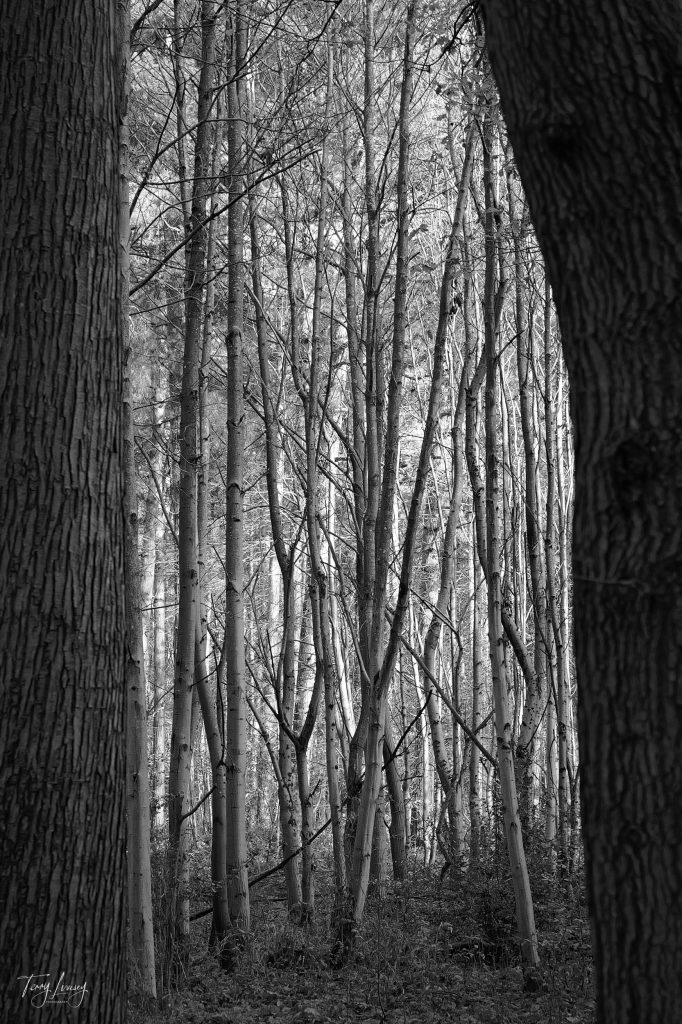 Trees in Black and White