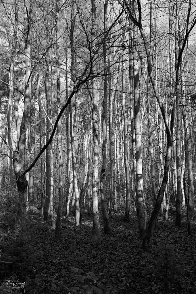 Trees in Black and White