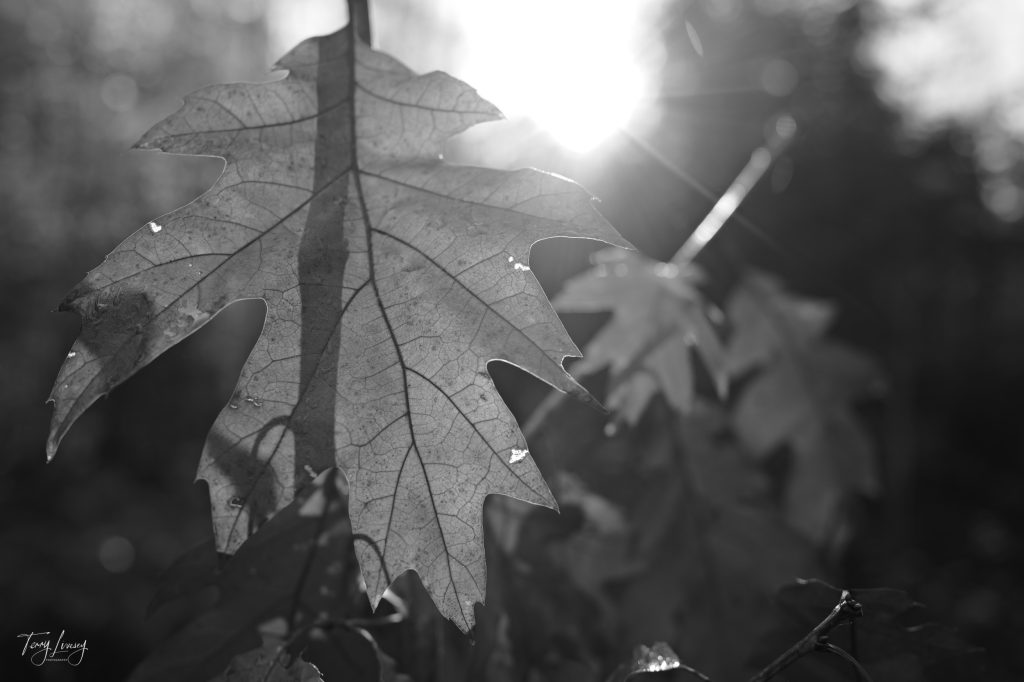 A leaf with the sun behind it in Black and White