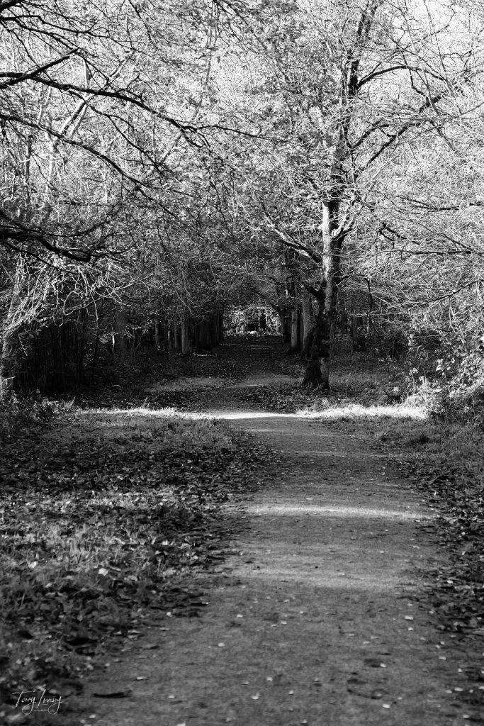 A path through a forest in Black and White