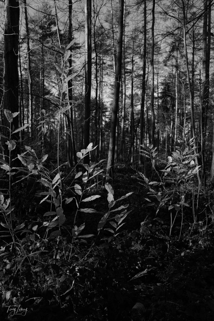 Trees in Black and White