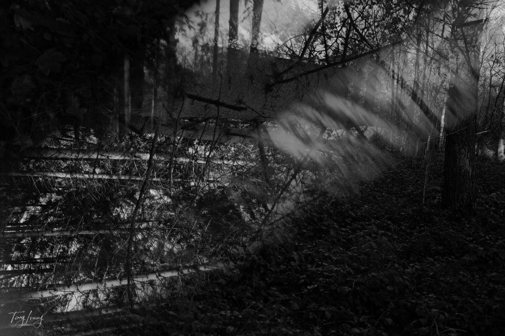 Trees in Black and White