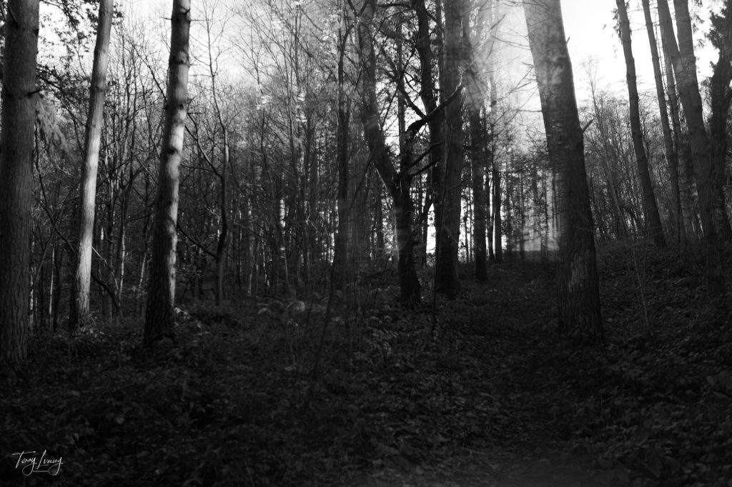 Trees in Black and White