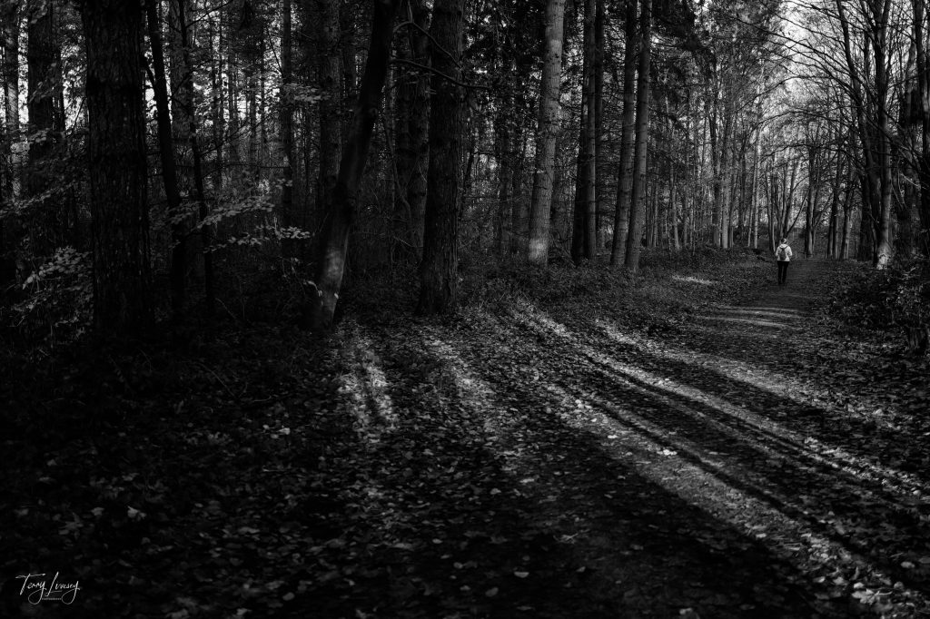 Trees in Black and White