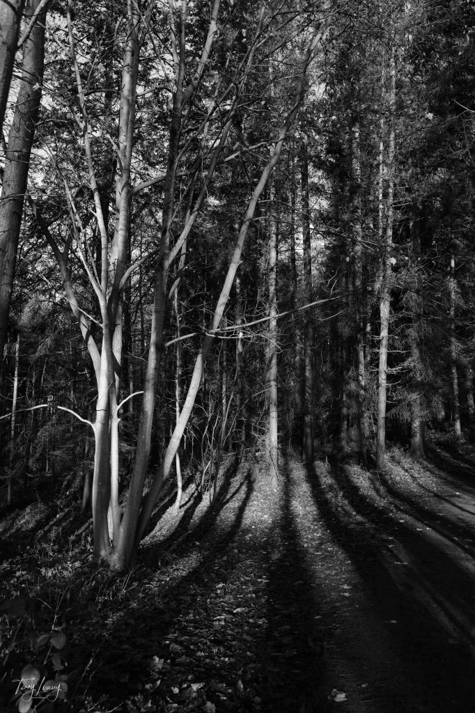 Trees in Black and White