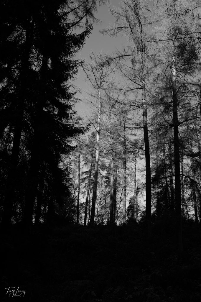 Trees in Black and White
