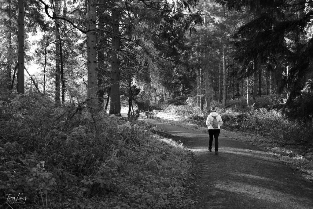 Trees in Black and White with a person walking down the path