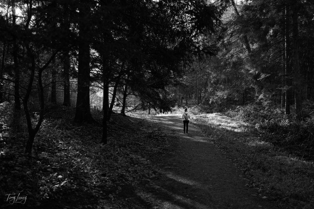 Trees in Black and White with a person walking down the path
