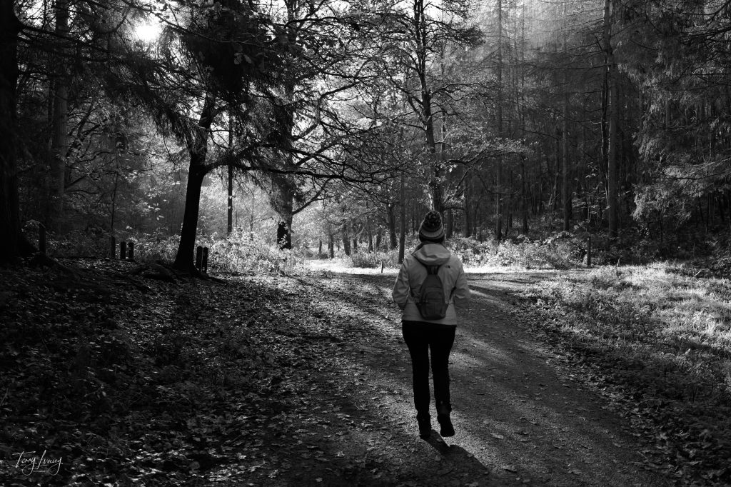 Trees in Black and White with a person walking down the path
